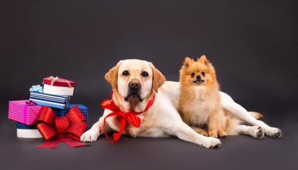 谷锦网 养狗狗需要注意什么，养起来需要注意哪些事项